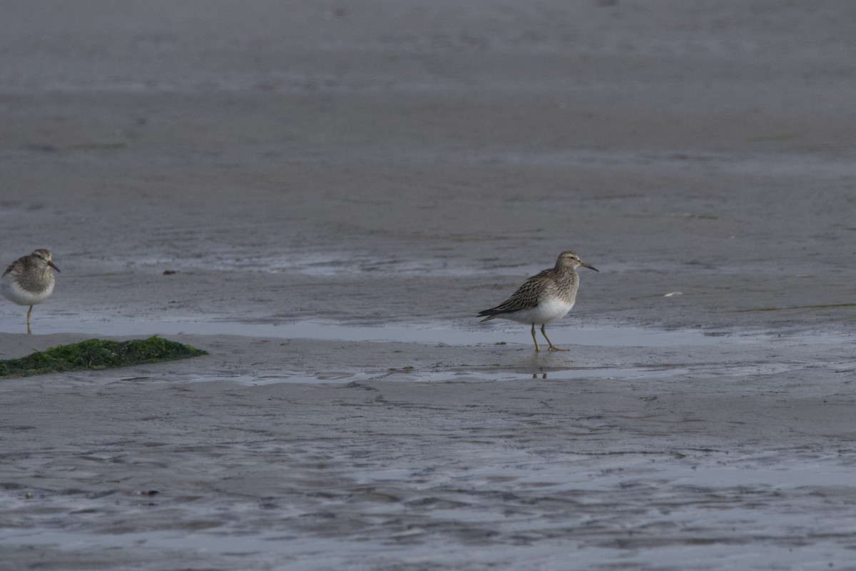 Pectoral Sandpiper - ML647009722