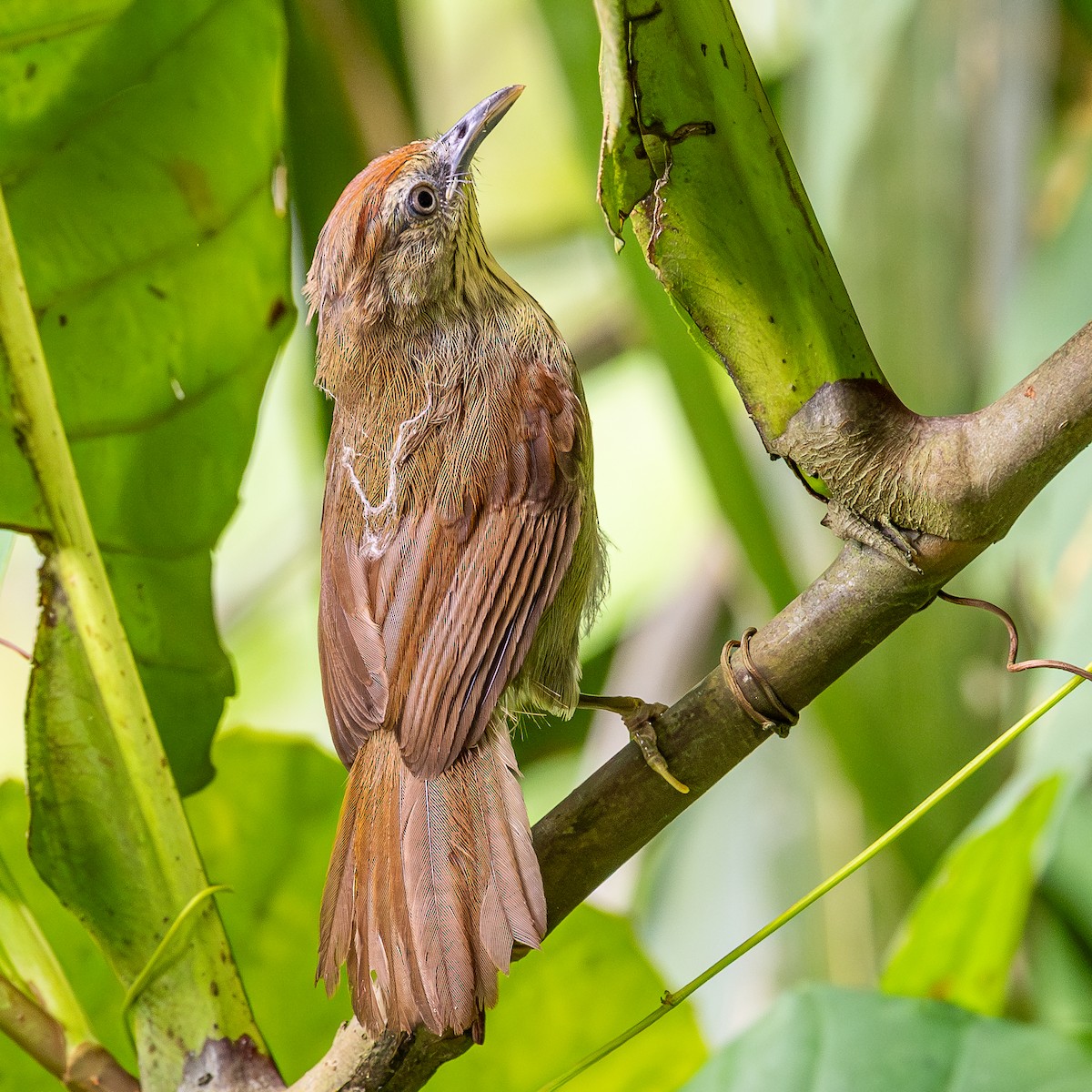 ムナフムシクイチメドリ - ML647009724