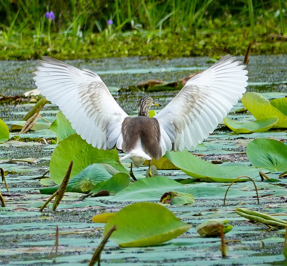 Indian Pond-Heron - ML647009727