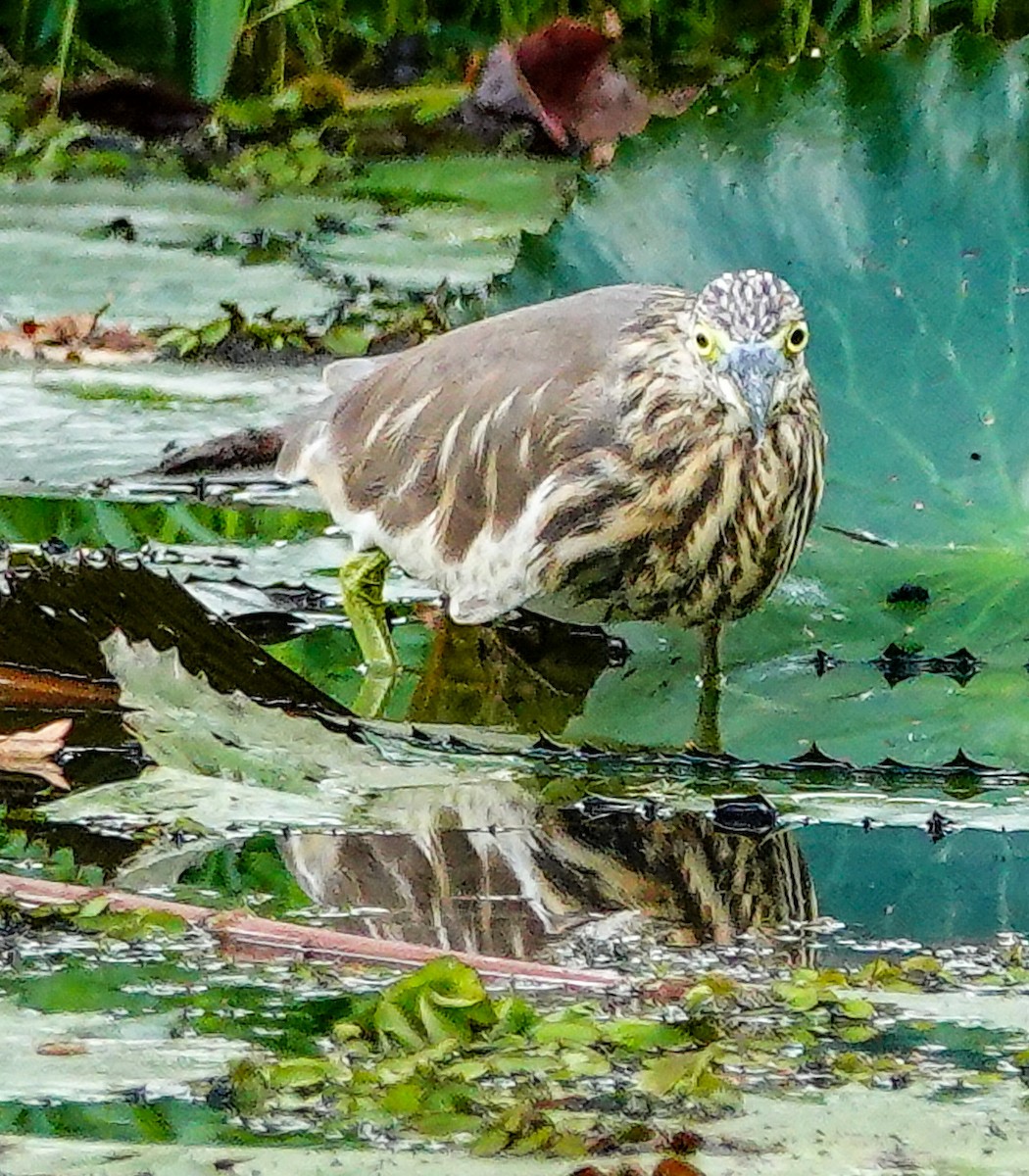 Indian Pond-Heron - ML647009728