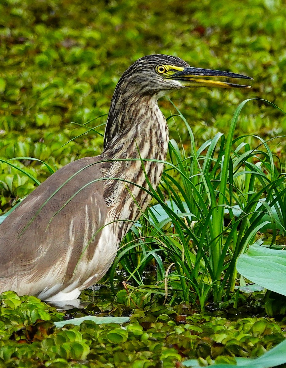 Indian Pond-Heron - ML647009729