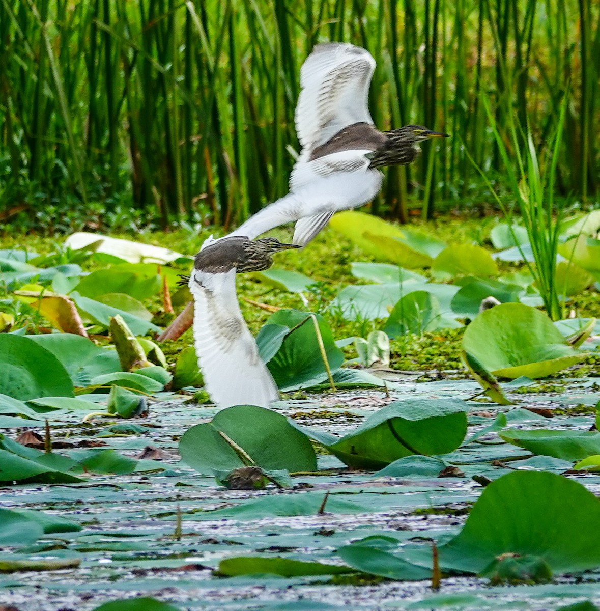 Indian Pond-Heron - ML647009730
