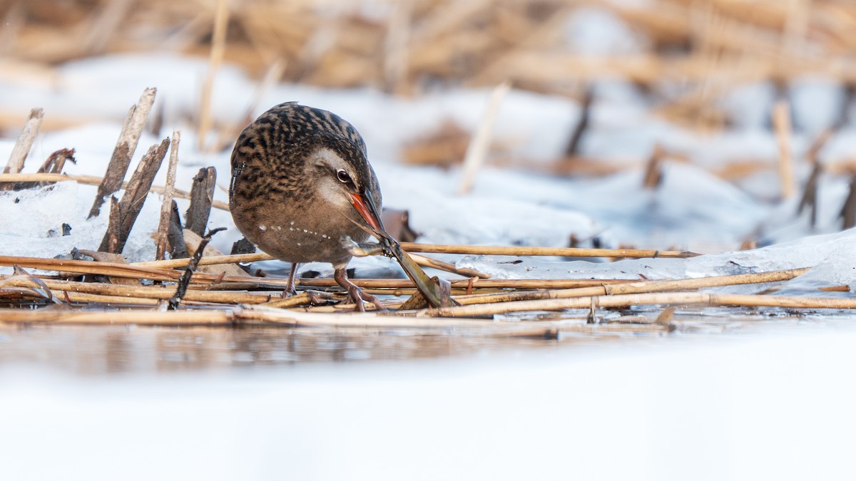 Brown-cheeked Rail - ML647009739