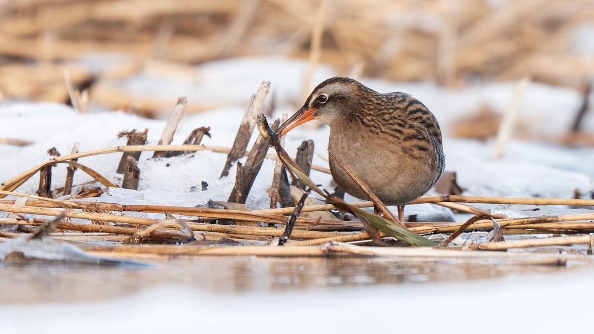 Brown-cheeked Rail - ML647009740