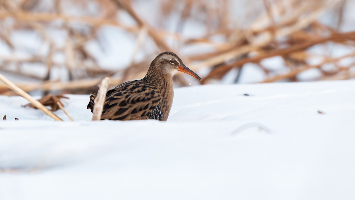 Brown-cheeked Rail - ML647009741