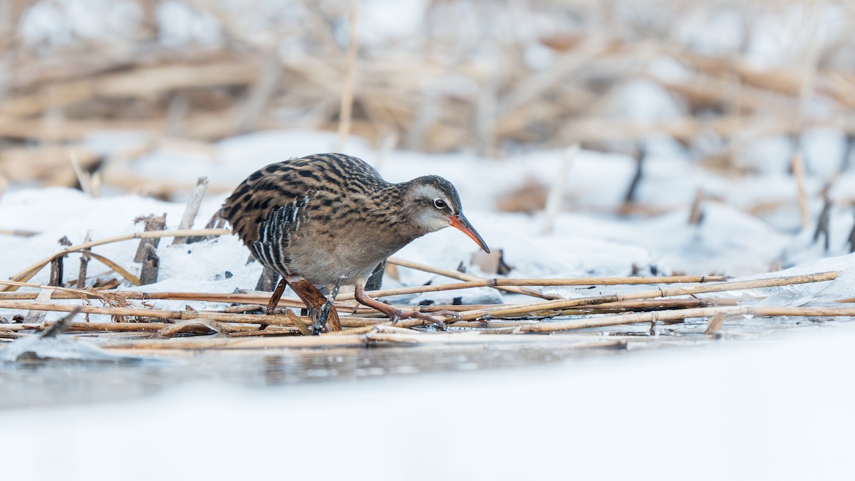 Brown-cheeked Rail - ML647009742