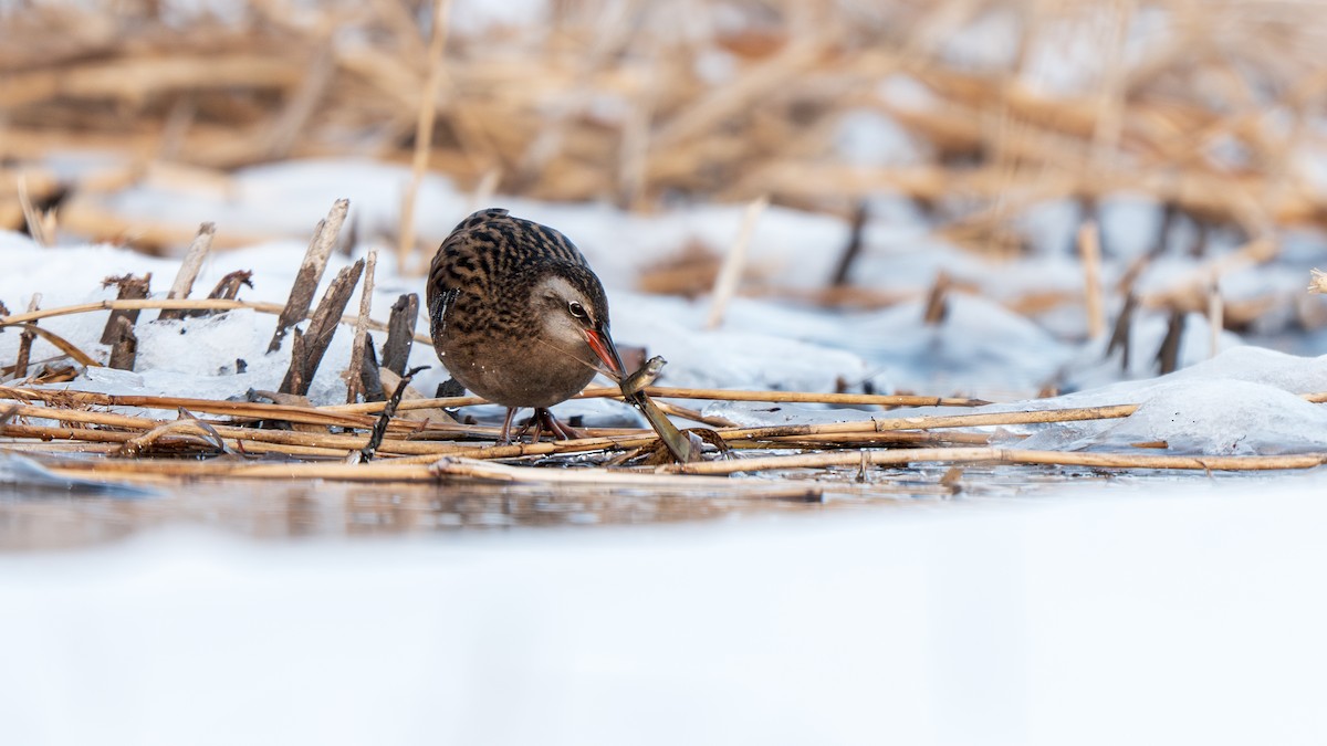 Brown-cheeked Rail - ML647009743