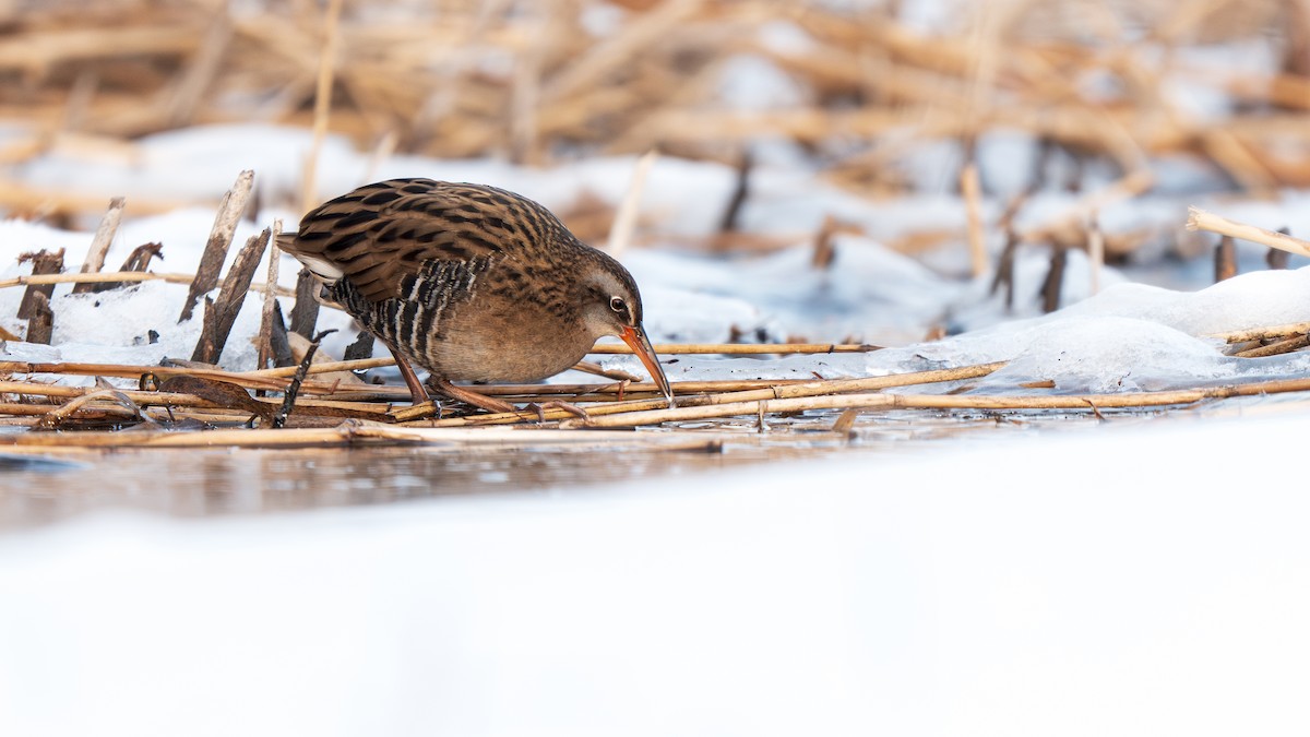 Brown-cheeked Rail - ML647009744