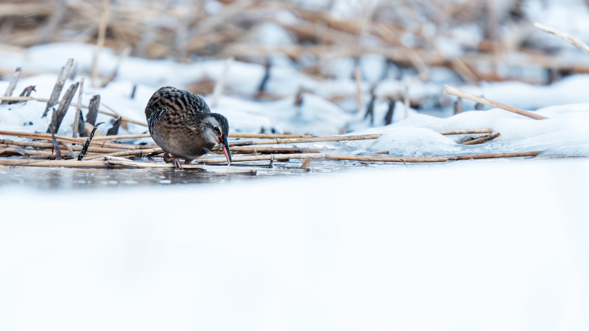 Brown-cheeked Rail - ML647009745