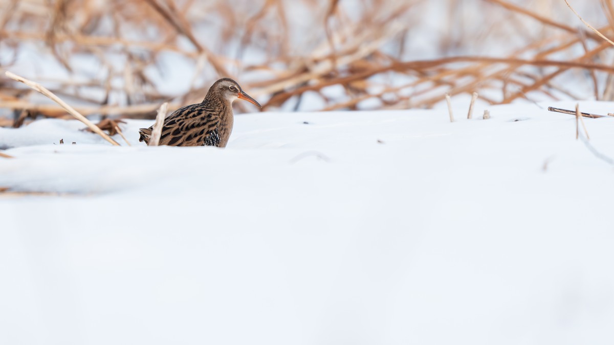 Brown-cheeked Rail - ML647009746