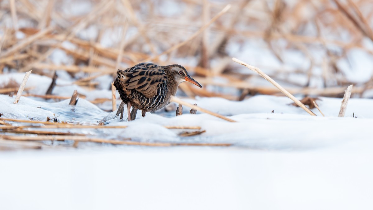 Brown-cheeked Rail - ML647009747