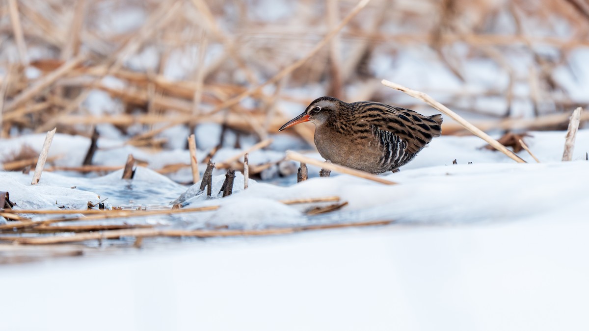 Brown-cheeked Rail - ML647009748
