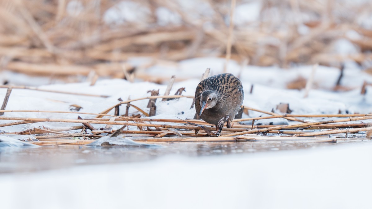 Brown-cheeked Rail - ML647009749