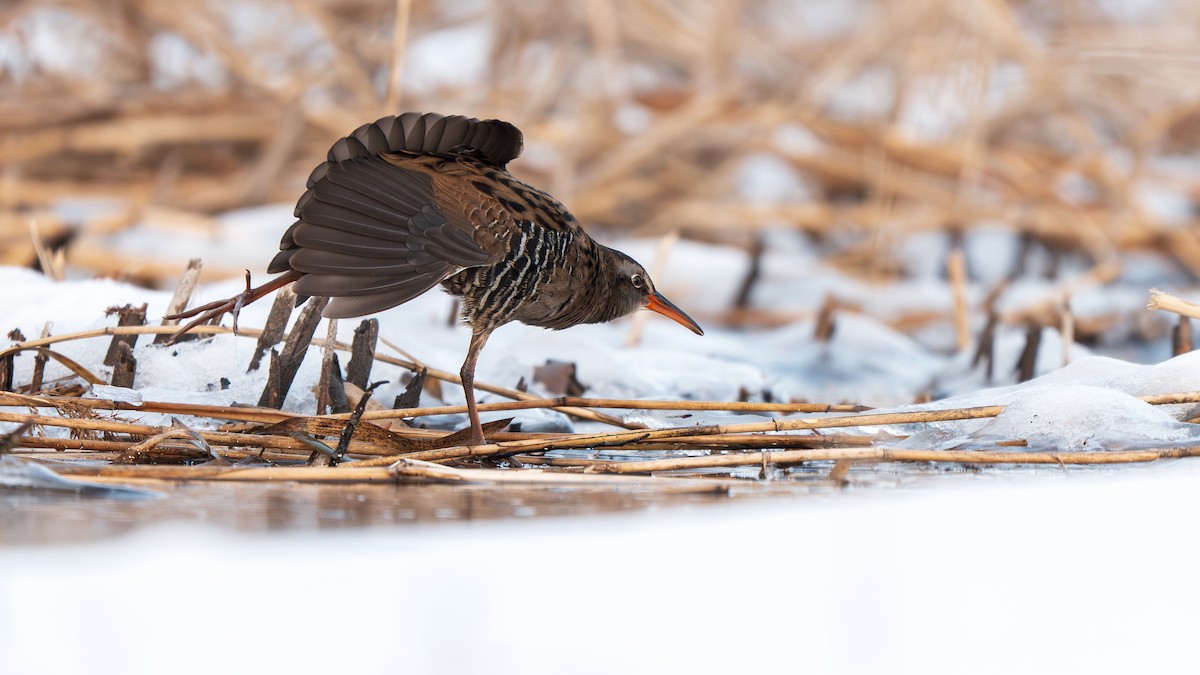 Brown-cheeked Rail - ML647009750