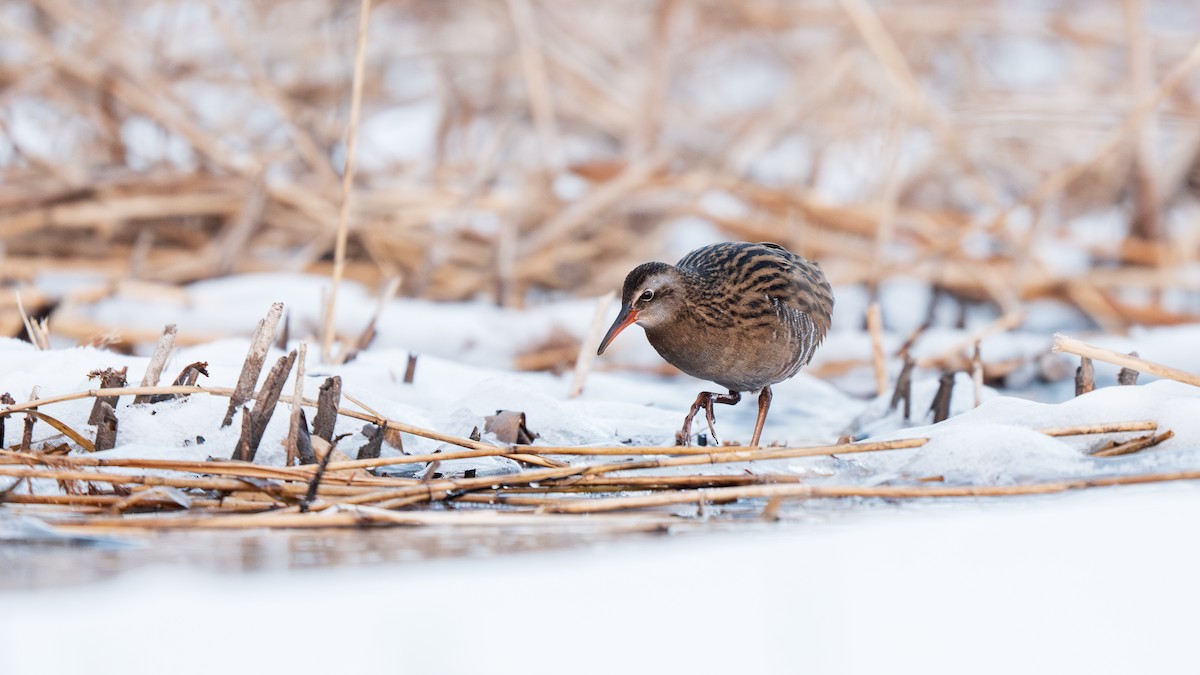 Brown-cheeked Rail - ML647009751