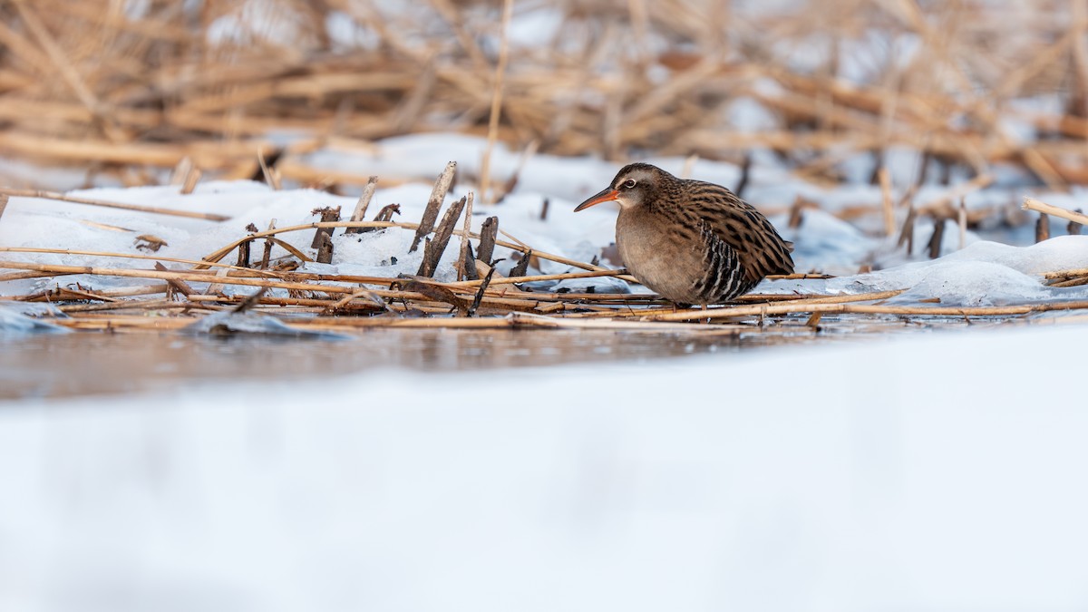 Brown-cheeked Rail - ML647009752