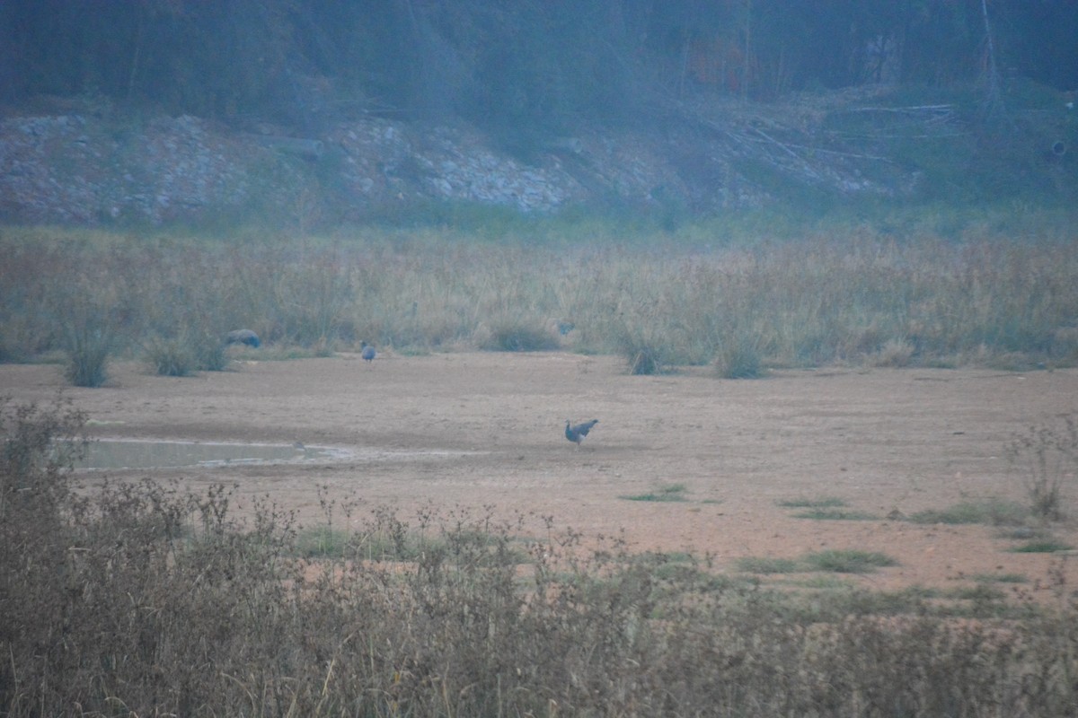 Indian Peafowl - ML647009753