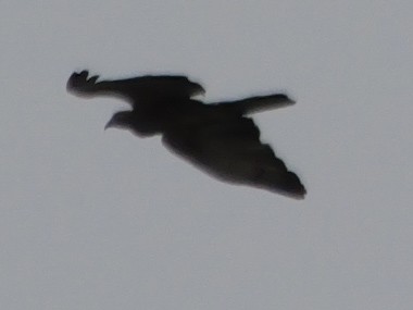 Oriental Honey-buzzard - ML647009754