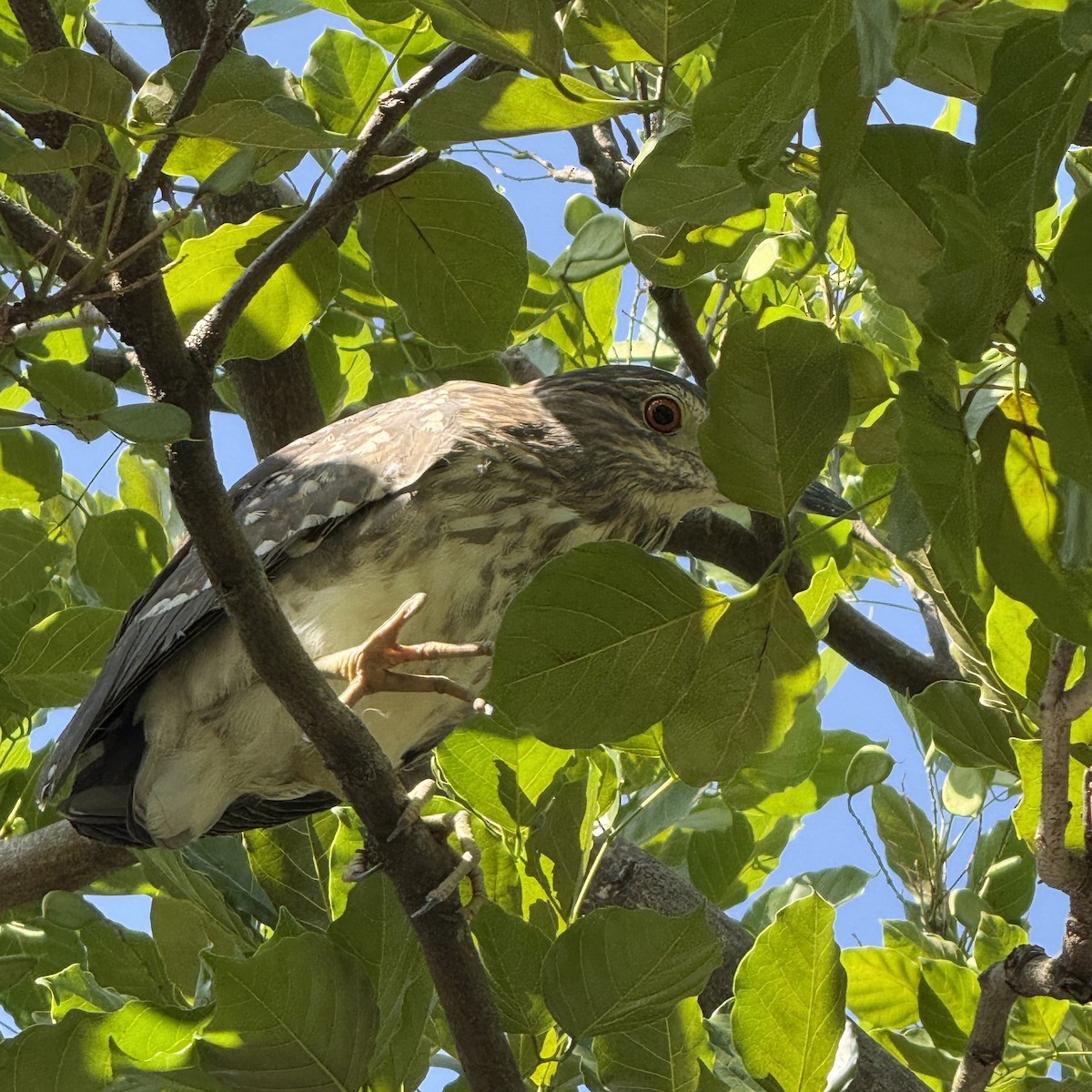 Black-crowned Night Heron - ML647009756