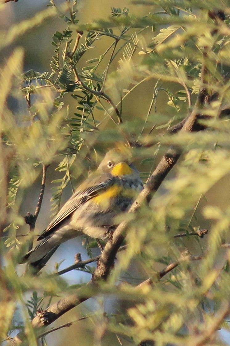 Yellow-rumped Warbler (Audubon's) - ML647009757