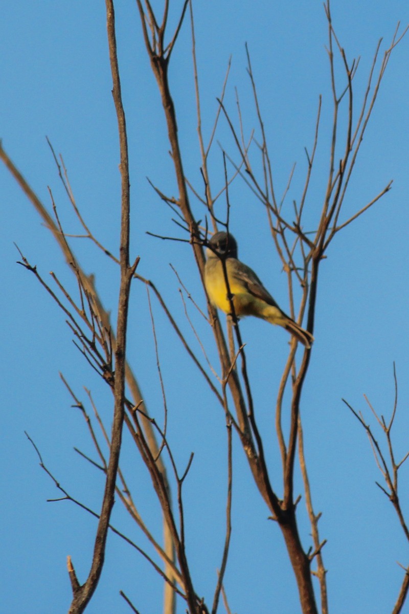 Yellow-rumped Warbler (Audubon's) - ML647009758