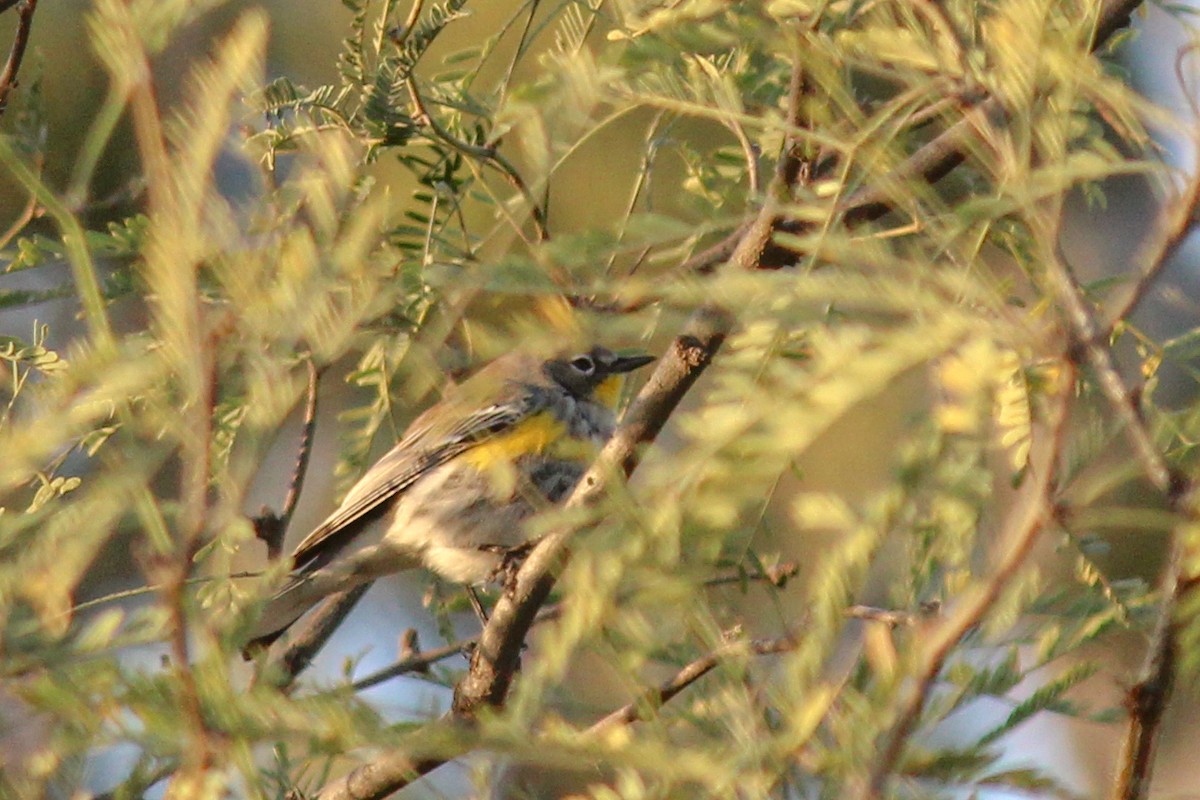 Yellow-rumped Warbler (Audubon's) - ML647009759
