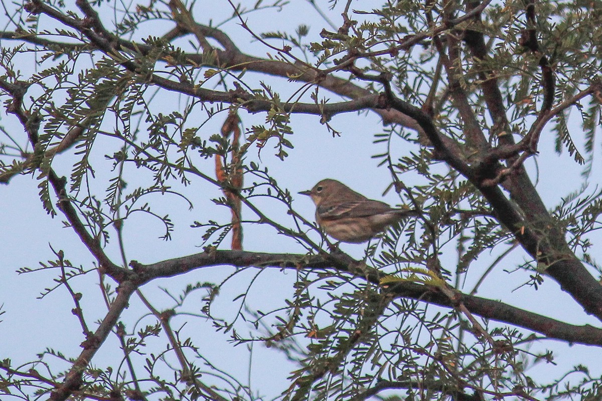 Yellow-rumped Warbler (Audubon's) - ML647009760