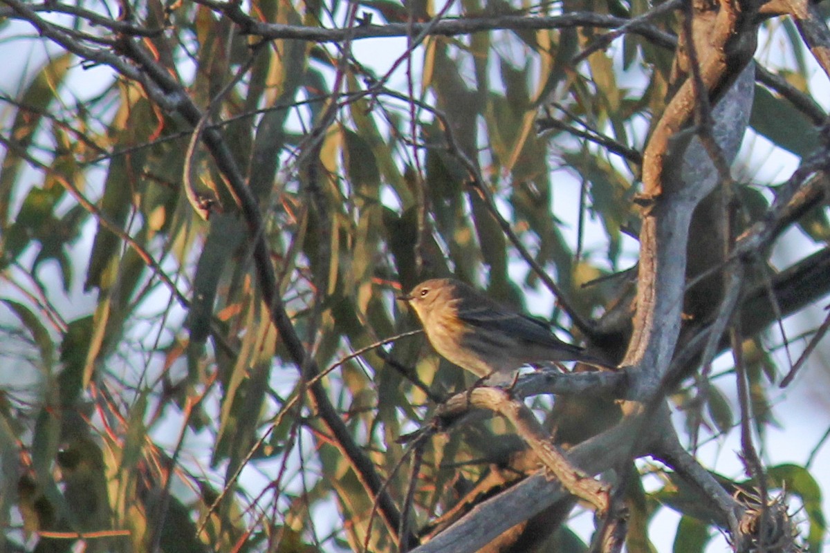 Yellow-rumped Warbler (Audubon's) - ML647009761