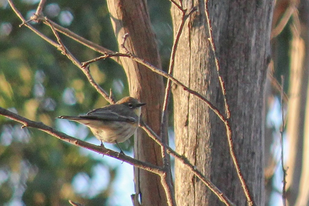 Yellow-rumped Warbler (Audubon's) - ML647009762