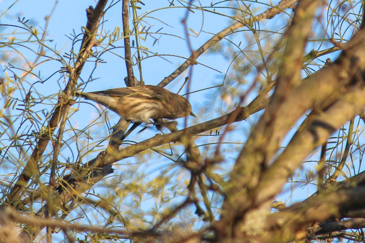 Yellow-rumped Warbler (Audubon's) - ML647009763