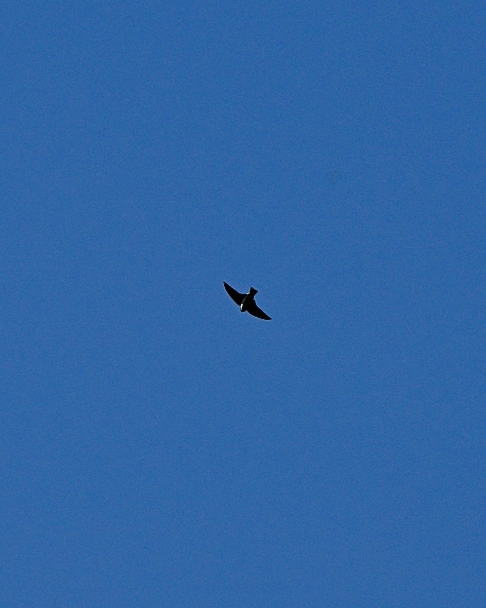 イワツバメ - ML647009764