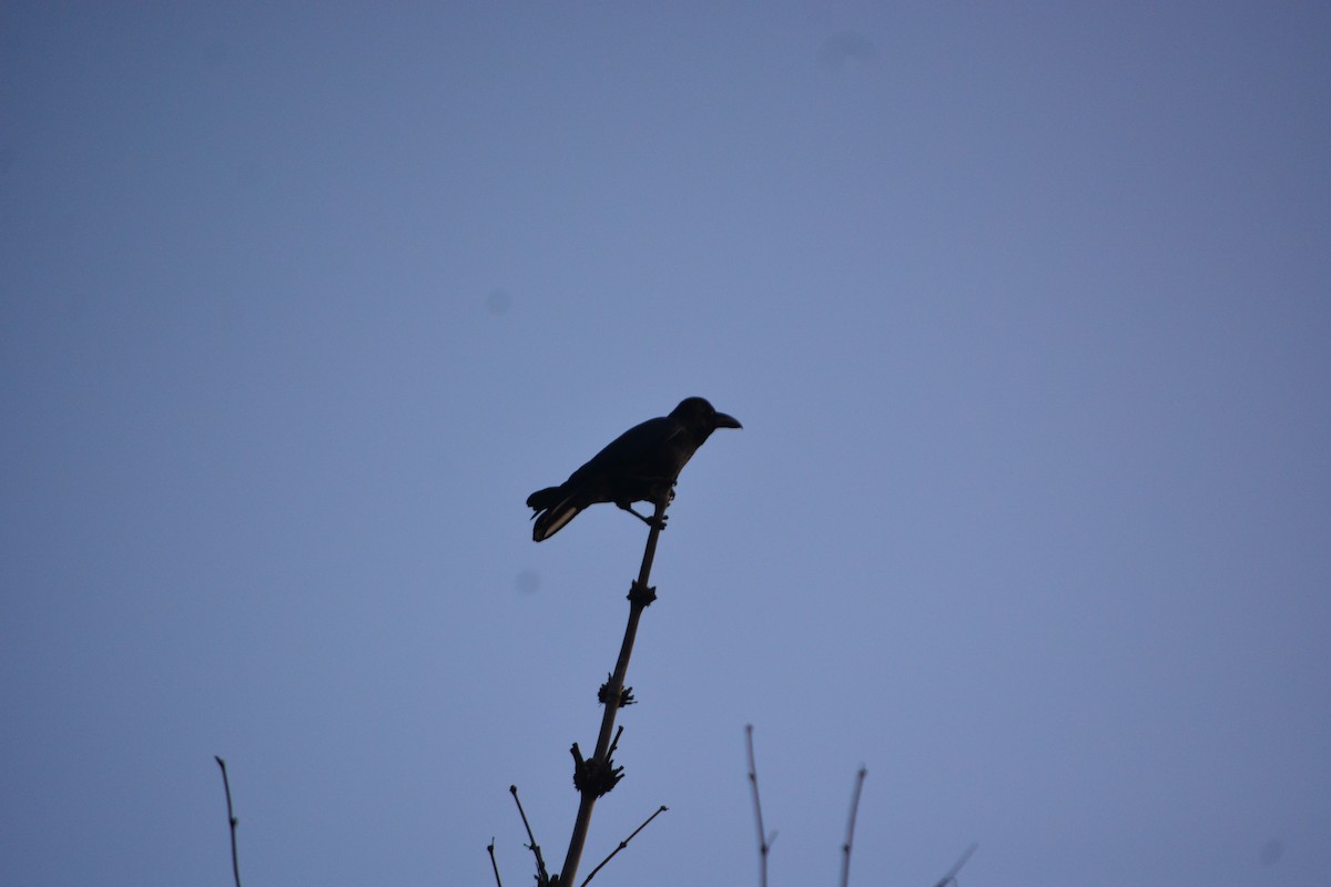 Large-billed Crow - ML647009766