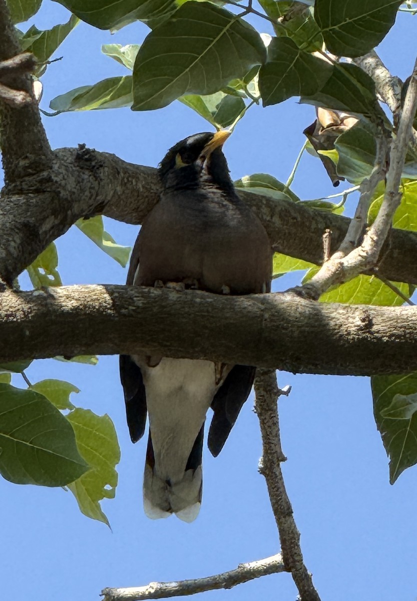 家八哥 - ML647009767