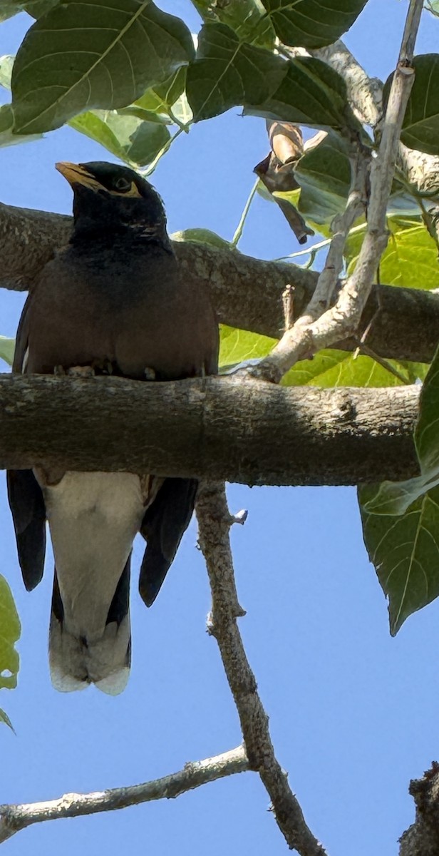 家八哥 - ML647009768