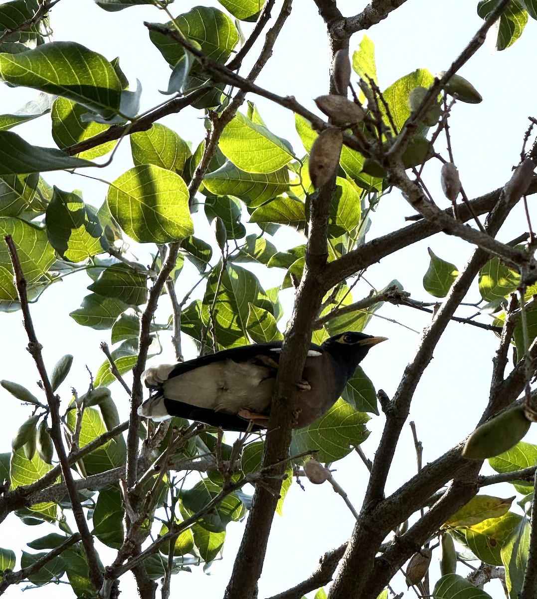 家八哥 - ML647009769