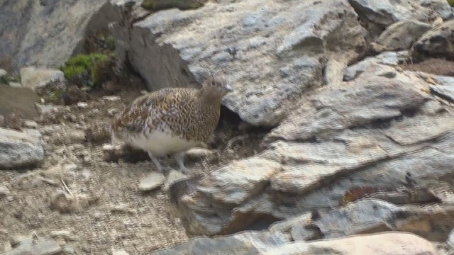 písečník bělobřichý - ML647009773