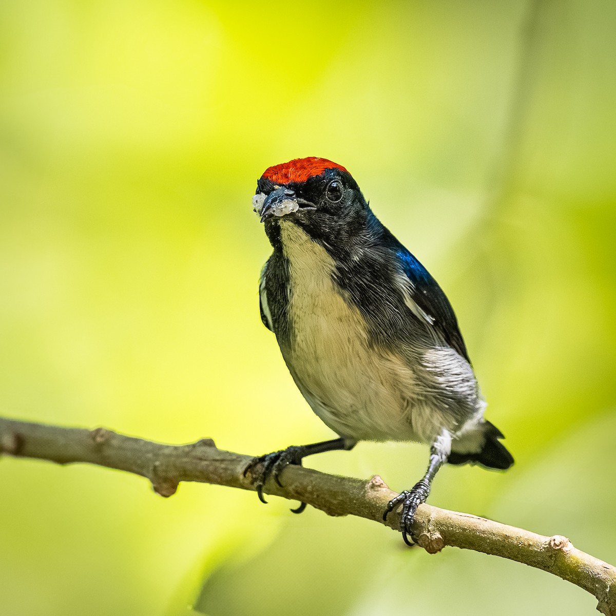 セアカハナドリ - ML647009775