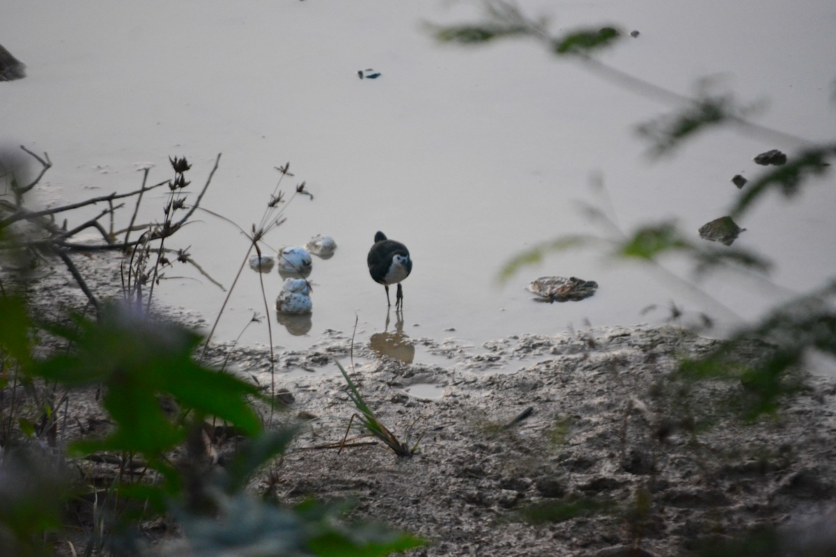 White-breasted Waterhen - ML647009781