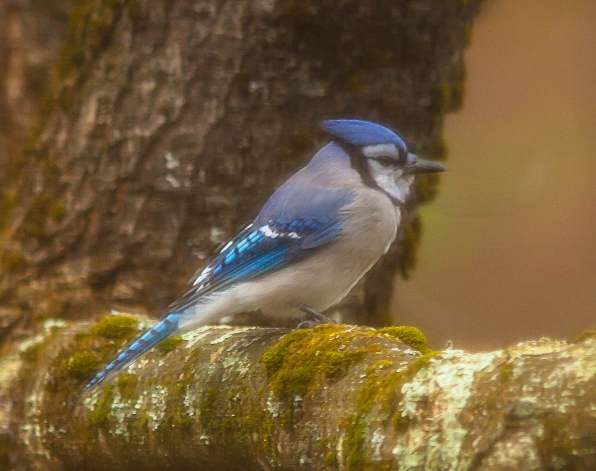 Blue Jay - ML647009782