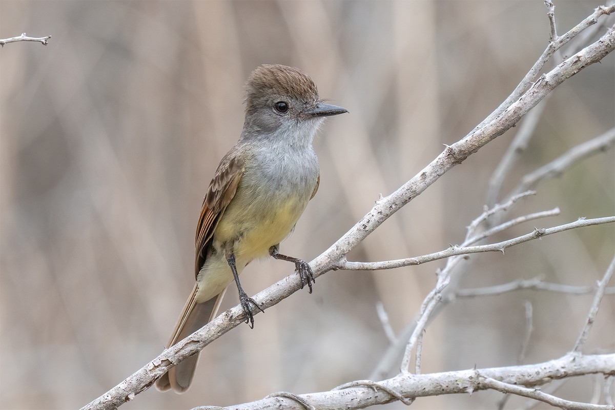 Yucatan Flycatcher - ML647009787