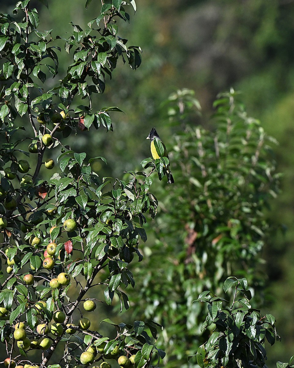 カンムリカヤノボリ - ML647009793