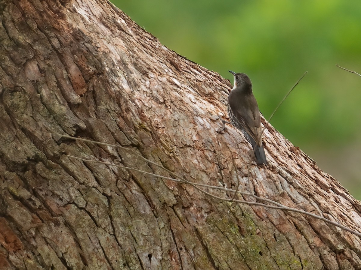 White-throated Treecreeper (White-throated) - ML647009798