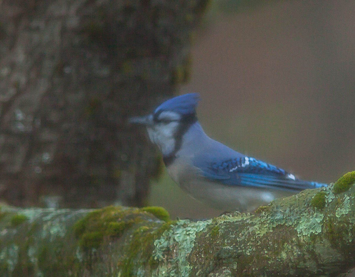 Blue Jay - ML647009807