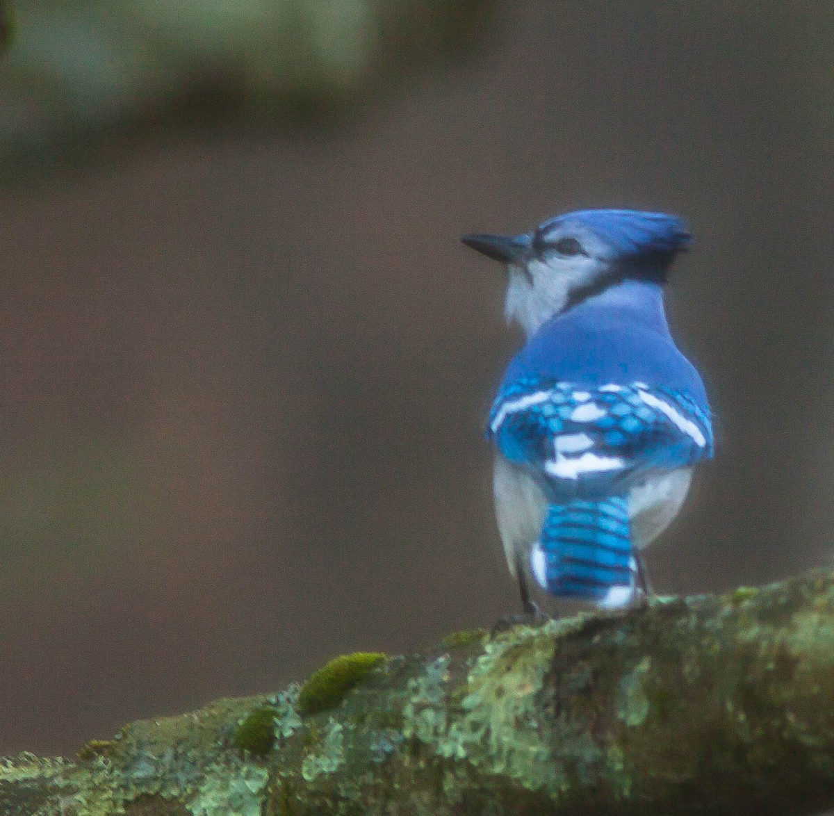 Blue Jay - ML647009808