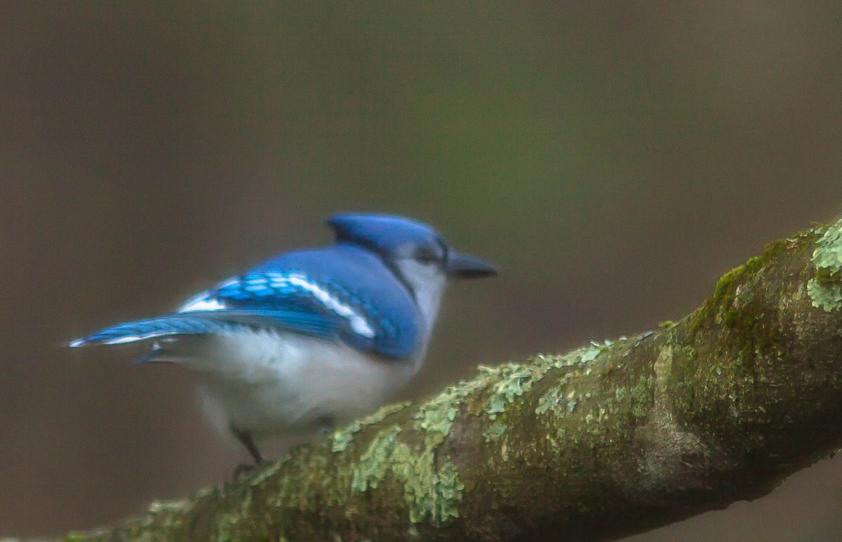 Blue Jay - ML647009809