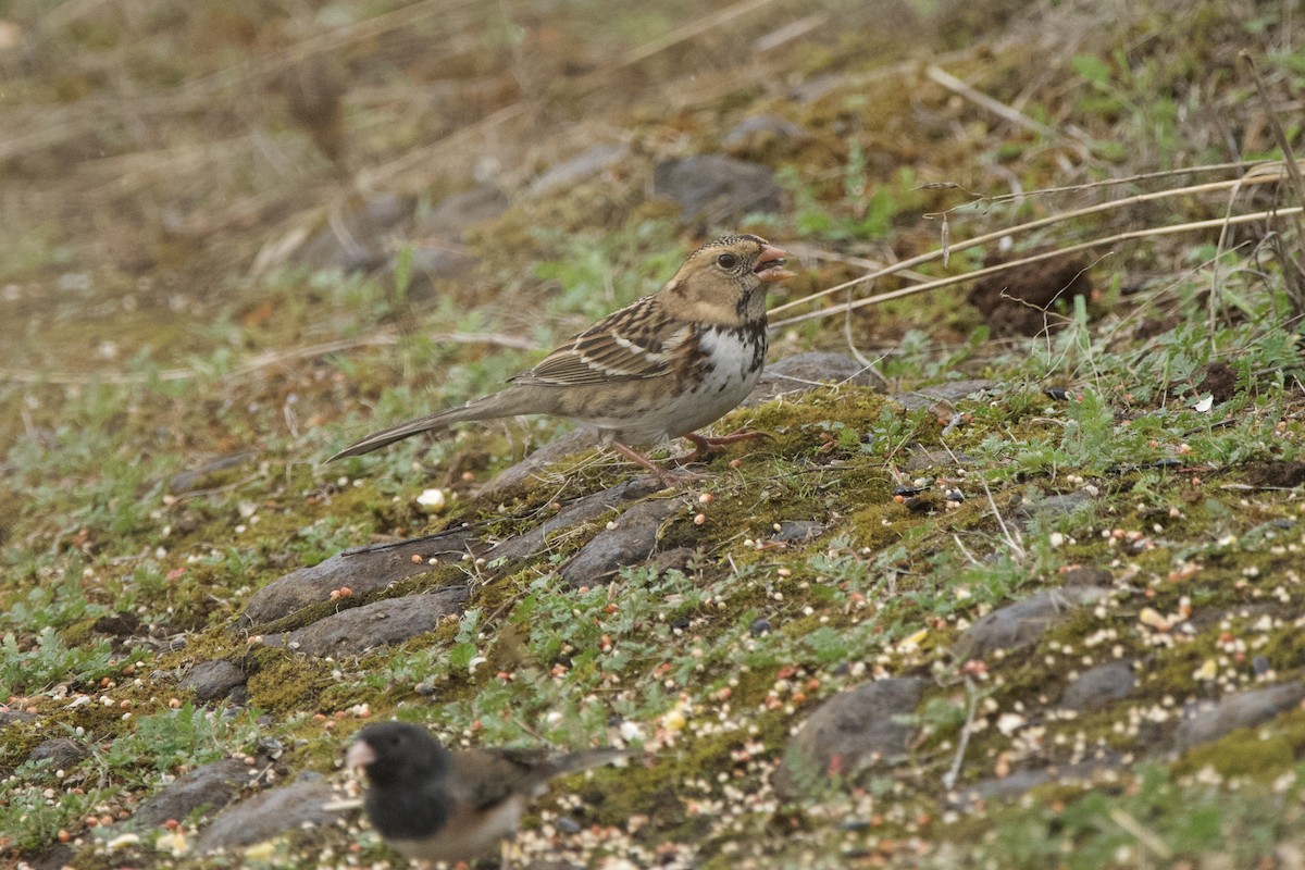 Harris's Sparrow - ML647009810