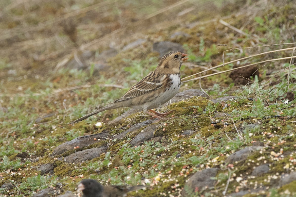 Harris's Sparrow - ML647009811