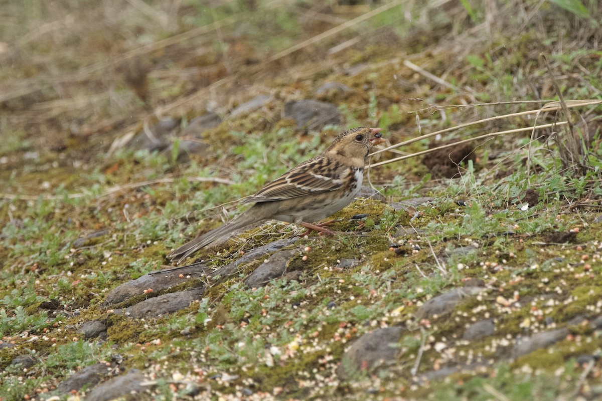 Harris's Sparrow - ML647009812