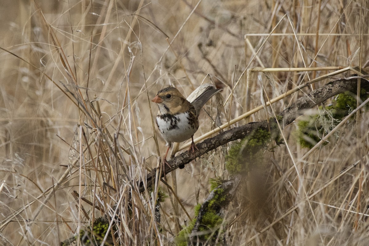Harris's Sparrow - ML647009813