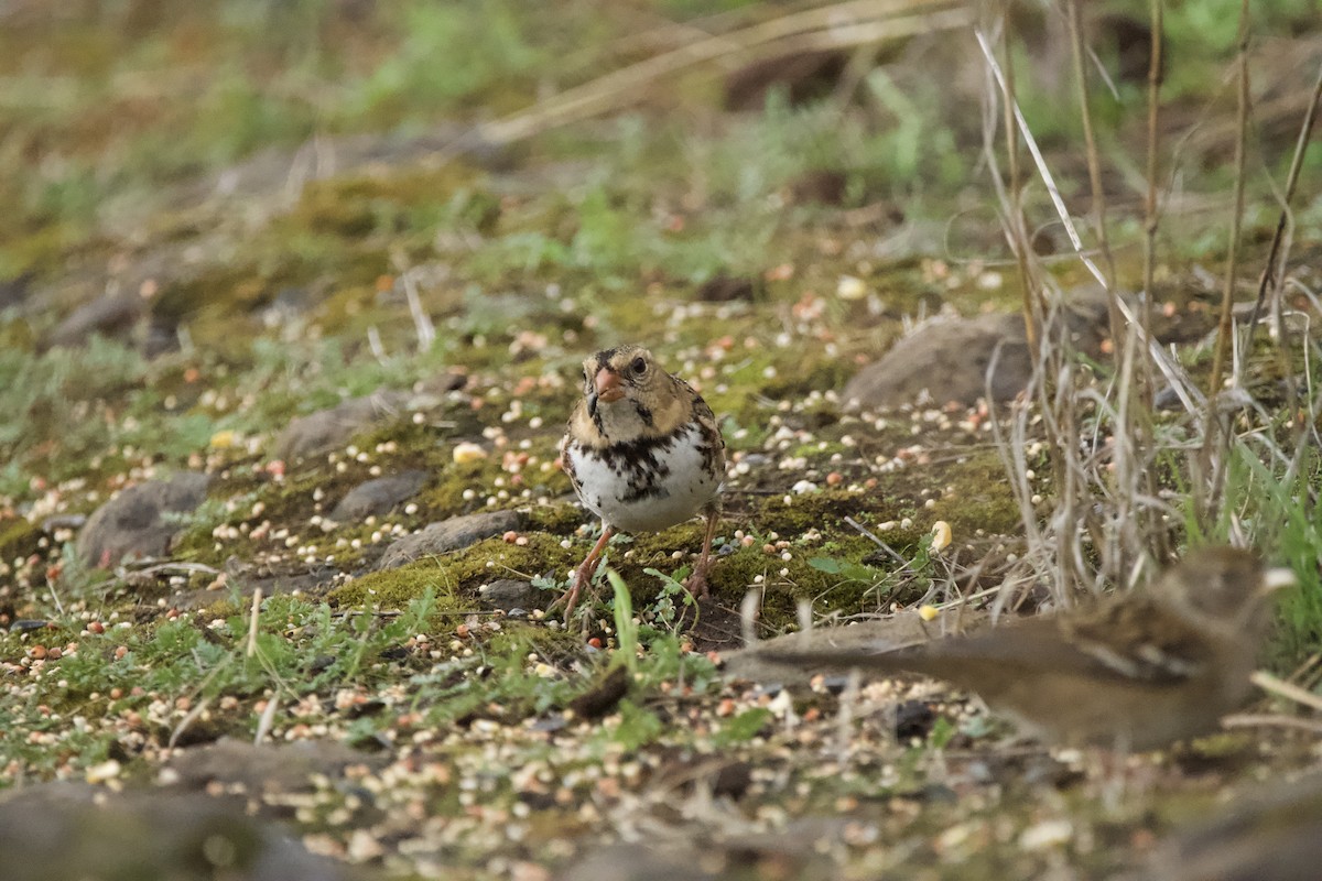 Harris's Sparrow - ML647009814